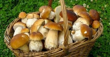 Сочинение Описание действий