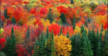 Сочинение Осенний лес