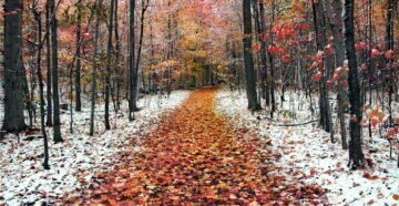 Сочинение Воскресная прогулка в лесу осенью